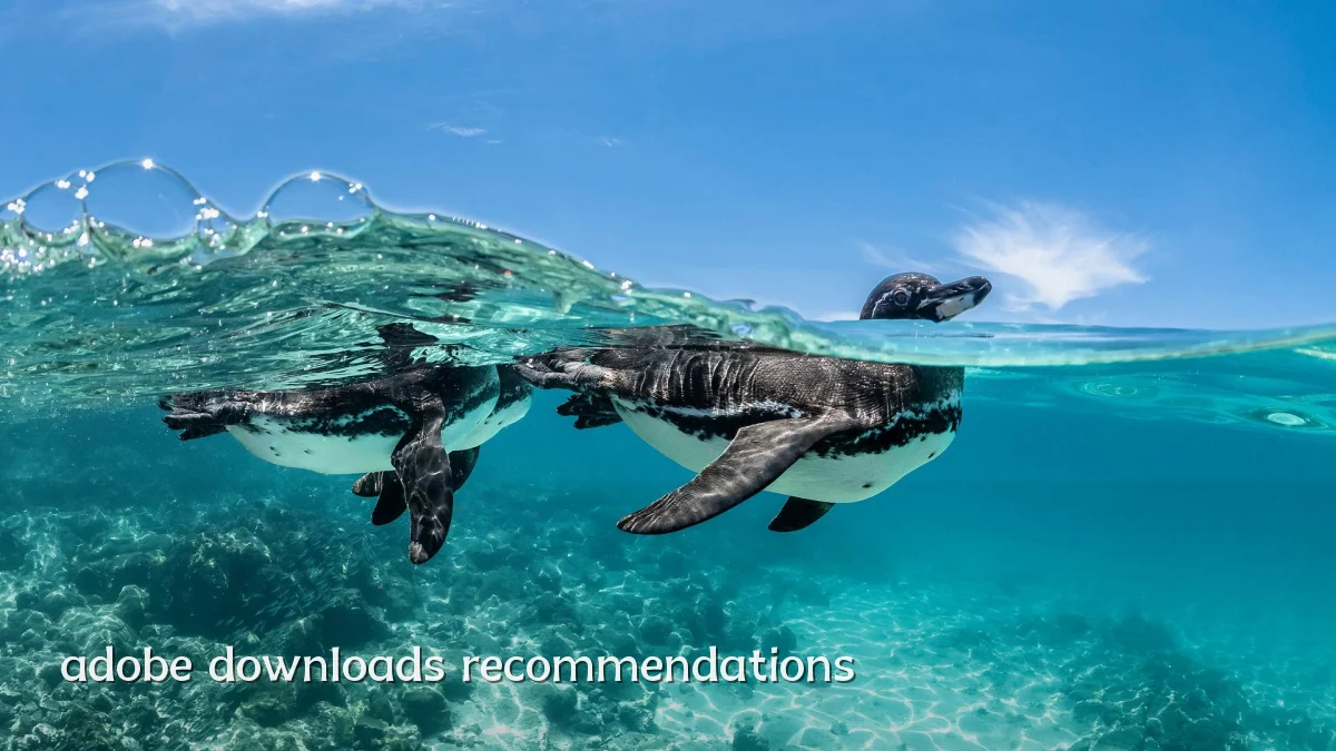 adobe downloads recommendations